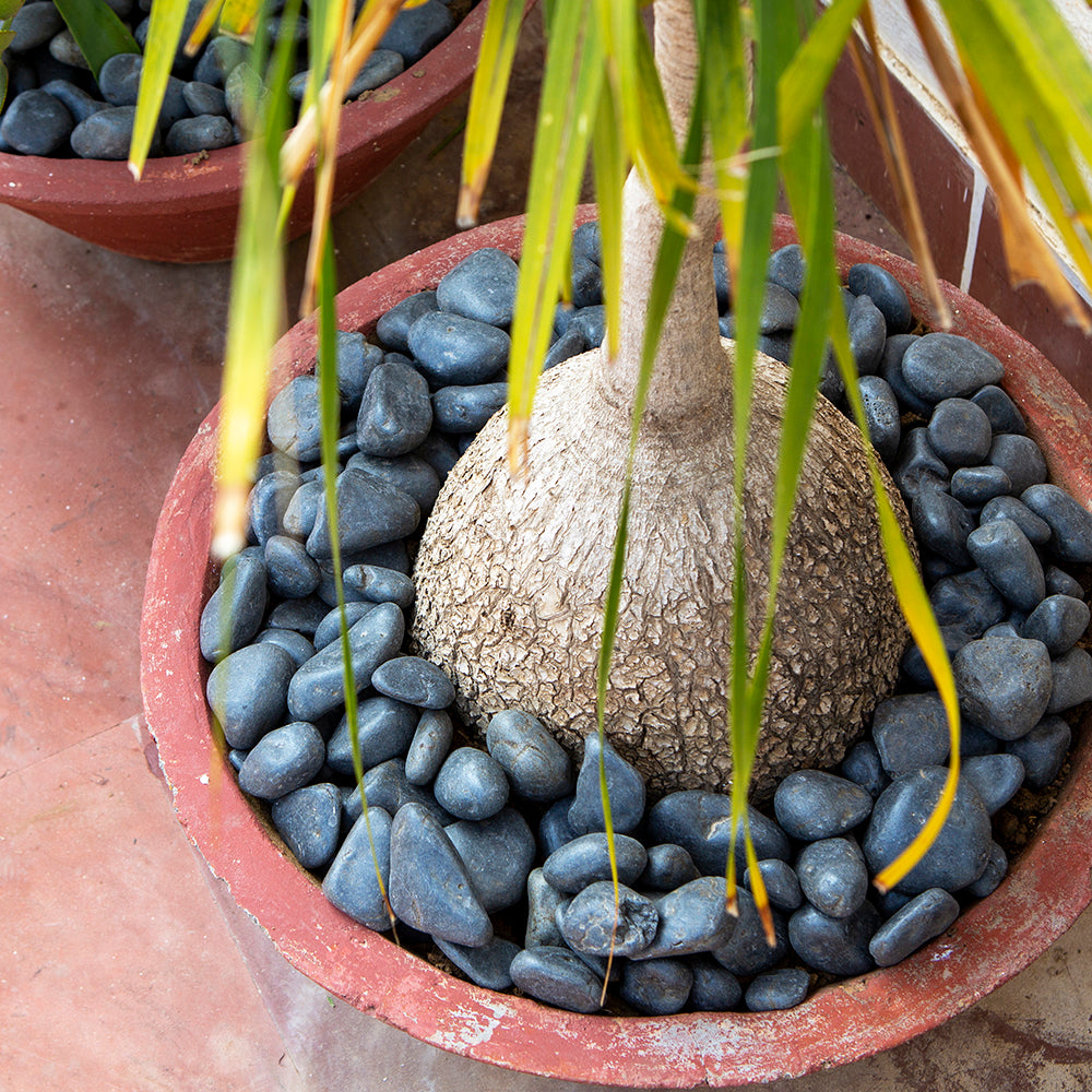 Black Limestone Decorative Garden Stones 25-50mm