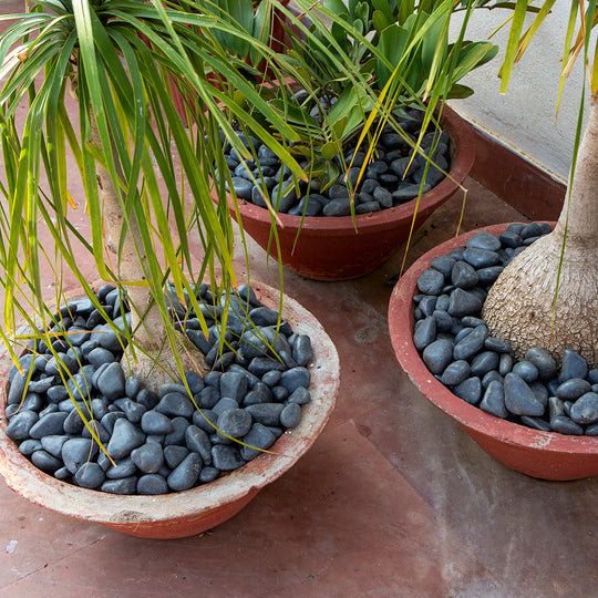 Black Limestone Decorative Garden Stones 25-50mm